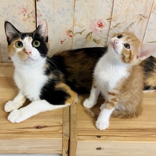 【お見合い随時】三毛猫ママ&3月生まれ子猫ペア