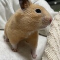 キンクマハムスター女の子