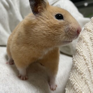 キンクマハムスター女の子