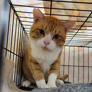 5/7荒川区譲渡会　個別お見合い　　3歳