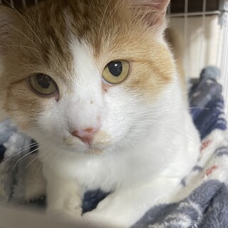 のんびり一緒に暮らして頂ける方。