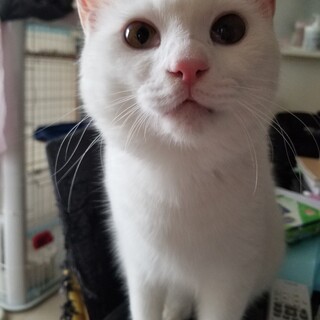 真っ白なスリゴロイケメン、家族を探してます。