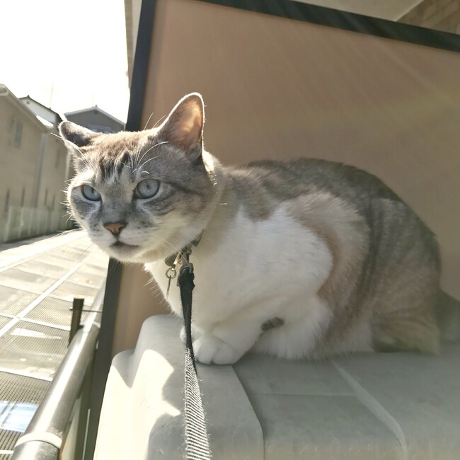 トトハチサビ宮前区のカバー写真