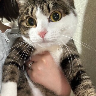 クリクリお目目のキジ白ニャン♡キンモクセイ