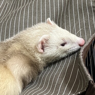 眠そうなフェレット