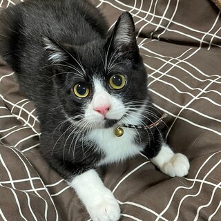 天真爛漫！ころころコロン