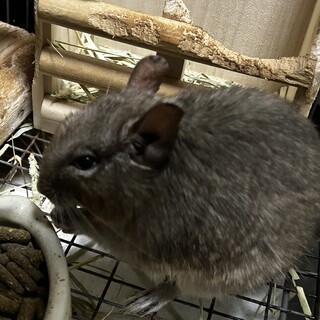 デグー里親募集