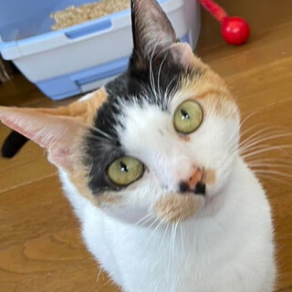 きれいな白三毛『リオ』超甘えっ子