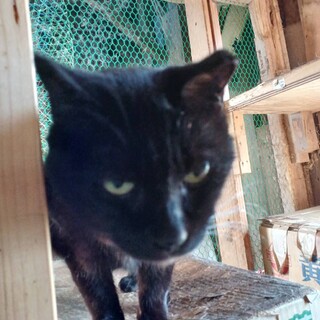 推定7年目のくろねこちゃん