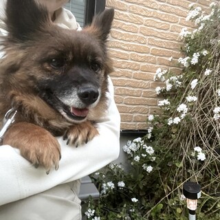 多頭崩壊、こわがり、好奇心、母性のチャチャ