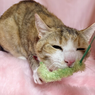 甘えん坊！丸顔の可愛い三毛猫