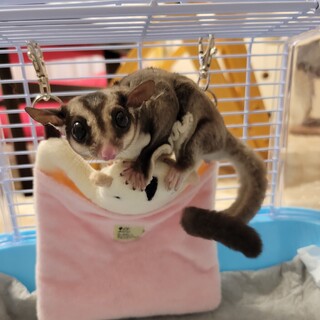 モモンガ　6～12ヶ月　イチロウ君