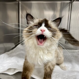 犬とも仲良し＊ラグドールの女の子