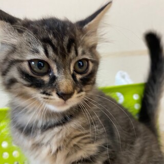 ふわっもふっ⭐︎リュウ君　男の子