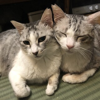 捨てられてた兄妹!超甘えん坊^_^