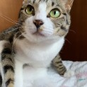 １匹で飼える方！甘えたさん！白血キャリア