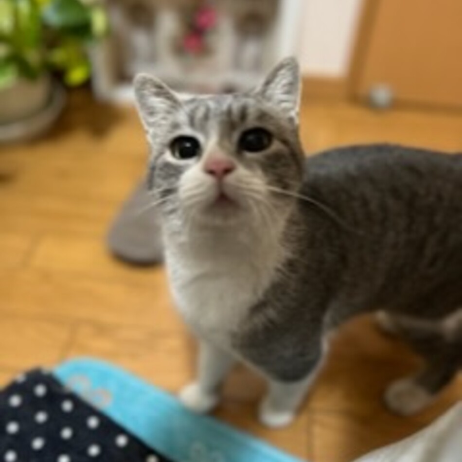 ダリアのカバー写真