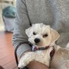 小柄な1歳マルチーズ！ソルトくん サムネイル3
