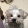 小柄な1歳マルチーズ！ソルトくん サムネイル4