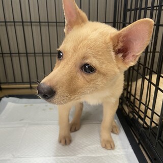 2ヶ月半✴︎女の子✴︎家族募集中