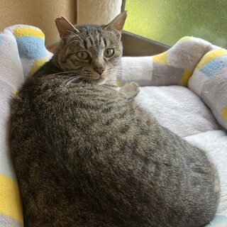 元気いっぱい 7~8ヶ月 キジトラの男の子 