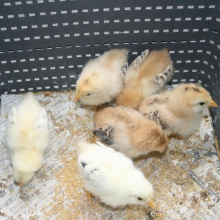 比内鶏のひよこ