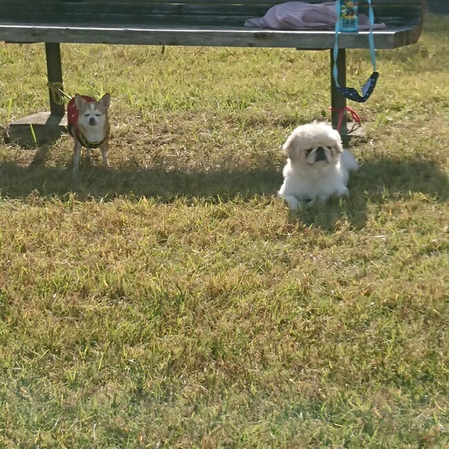 ひらのしろうのカバー写真