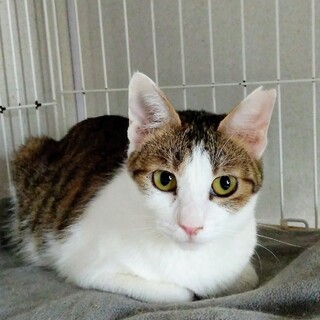 おとなしくて可愛いキジ白そらちゃん