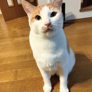 【大きい猫さん好きにオススメ】白茶のおっとり男子♪