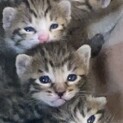 里親様　先行予約