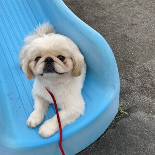 ペキニーズ3歳女の子です
