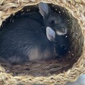 ネザーランド3/1生まれの子ウサギ（推定メス）