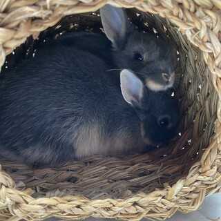 ネザーランド3/1生まれの子ウサギ（推定メス）