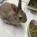 ネザーランド3/1生まれの子ウサギ（推定メス1羽）