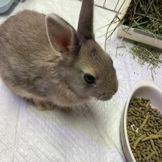 ネザーランド3/1生まれの子ウサギ（推定メス1羽）