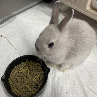 ネザーランド3/1生まれの子ウサギ（推定オス1羽）