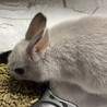 ネザーランド3/1生まれの子ウサギ（推定オス1羽） サムネイル2