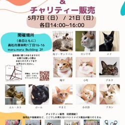 保護猫のお見合い会
