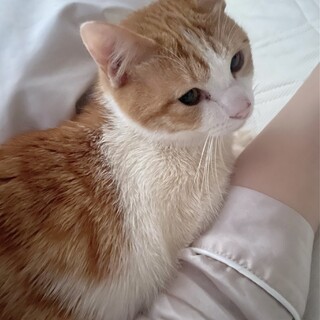 一緒に寝るの大好き！子猫のような甘えん坊の茶トラ君