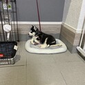 ハスキー、血統書無し、子犬