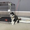 ハスキー、血統書無し、子犬 サムネイル2