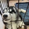 ハスキー、血統書無し、子犬 サムネイル4