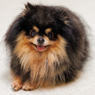 まんまるお目々の控えめな甘えん坊くん♡