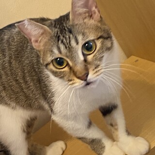 キジ白のおとなしい女の子ほたるちゃん★４歳