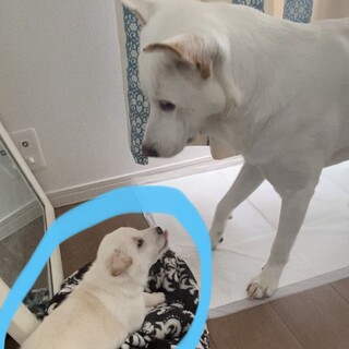 中型犬★発育順調★ソラ