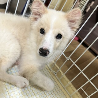 【里親様決定】オデル♂の幸せが見つかりました♡