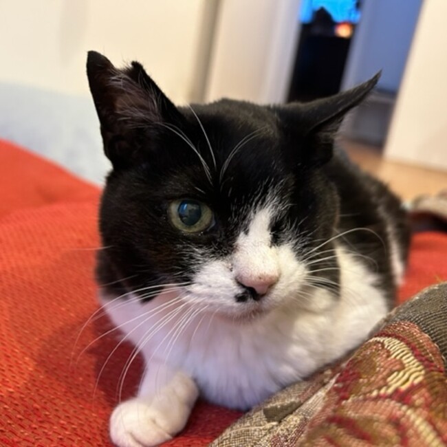 にゃん太のカバー写真