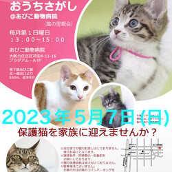 第44回☆ねこのおうちさがし@あびこ動物病院
