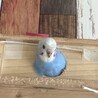 まえだことね
