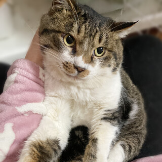 魅惑のまん丸ボディ！大型猫『どんぶり君』